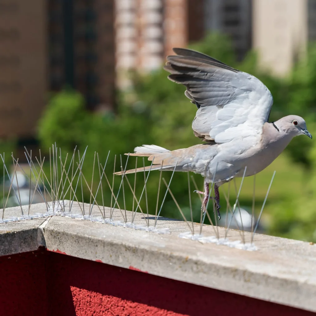 Pigeon control guide Bengaluru
